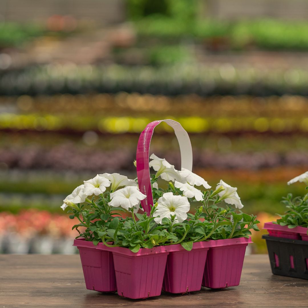 Petunia – Easy Wave White – 306 Pack